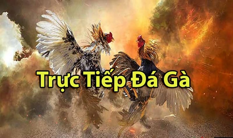 https://koutsu.tech/tim-hieu-ve-da-ga-thomo-campuchia/